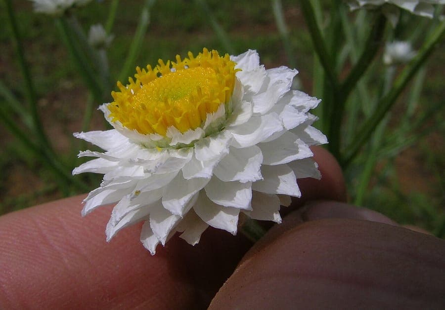 White papery flowers of winged everlasting