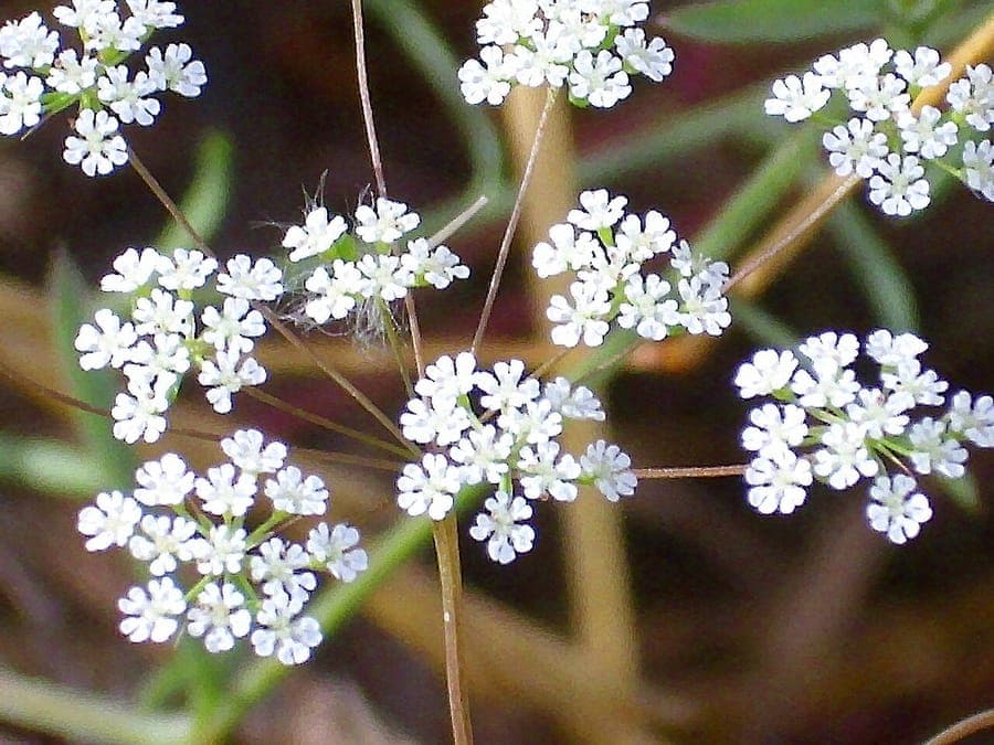 Plantes Ammoides pusilla au jardin