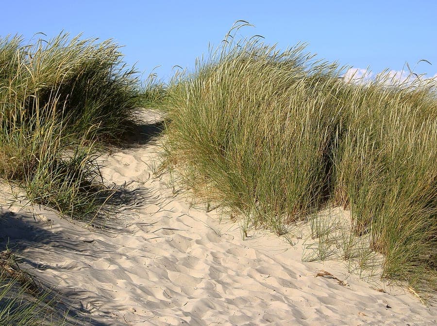 Ammophila arenaria helmgras in duinlandschap