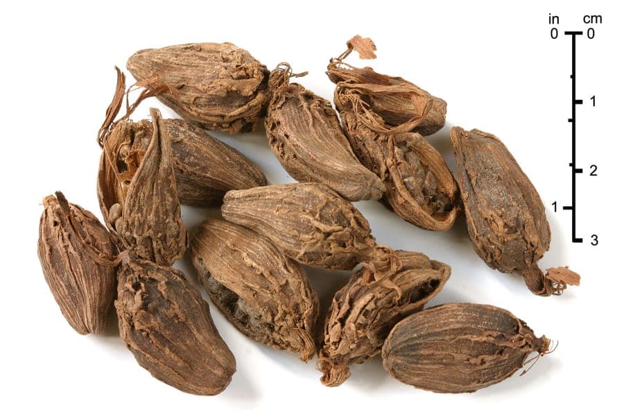 Amomum subulatum black cardamom plant with fruit
