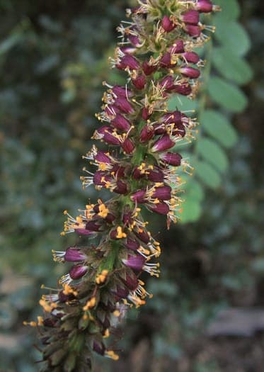 Amorpha californica showing fine pinnate leaves and deep purple flower spikes in full sun