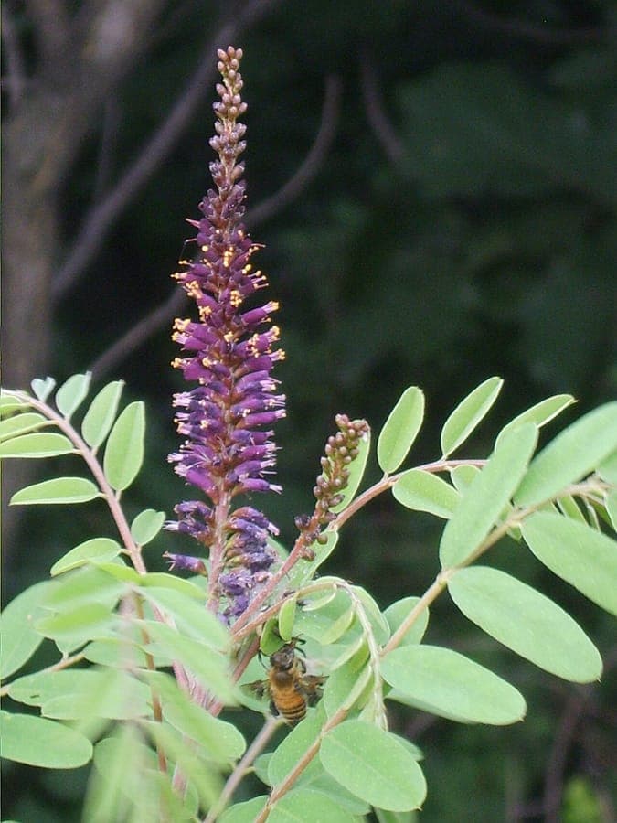 Bastardindigo in voller Blüte mit violetten Blütenständen und feinem Laub
