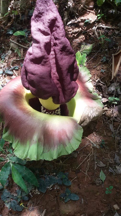 Amorphophallus paeoniifolius elephant foot yam large leaves