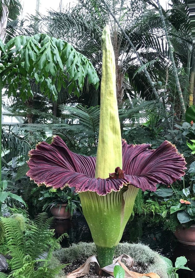 Amorphophallus titanum titan arum giant flower bloom