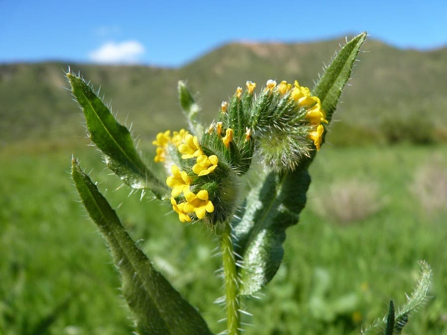 Yellow flowers of Amsinckia calycina hairy fiddleneck
