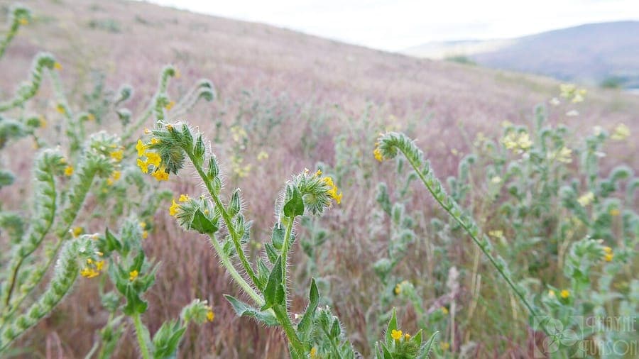 Amsinckia lycopsoides bugloss fiddleneck flowering in sunny field