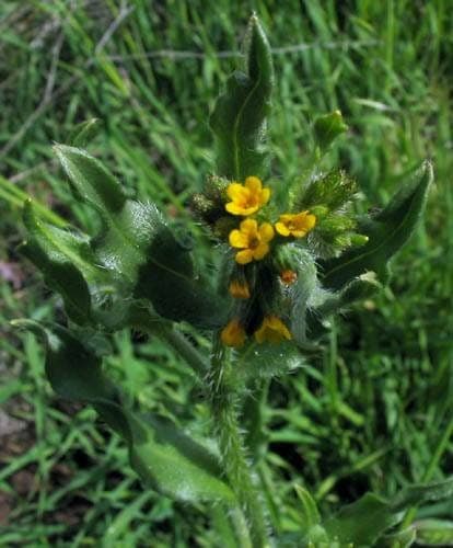 Amsinckia menziesii in voller Blüte auf einer trockenen, sonnigen Böschung