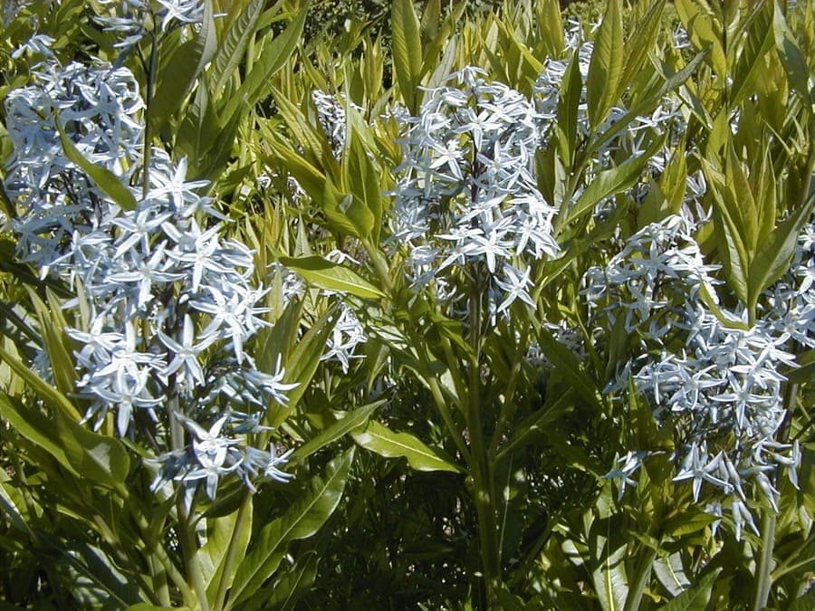 Amsonia tabernaemontana - blauwe ster met lichtblauwe sterren-bloemen