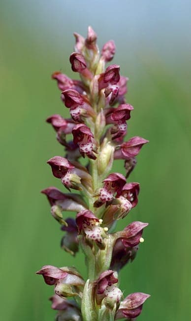 Bug orchid (Anacamptis coriophora) displaying dark red to brown flowers