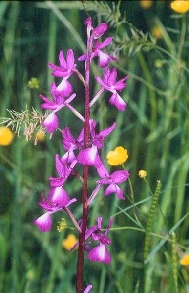 Anacamptis laxiflora with vibrant purple flowers in a natural habitat