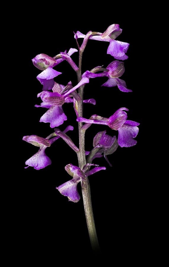 Green-winged meadow orchid in full bloom on a sunny grassland with purple flowers in a dense spike