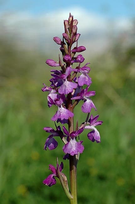 Sumpf-Orchis in voller Blüte auf feuchter Wiese, purpurfarbene Blütenstände über schmalen grünen Blättern