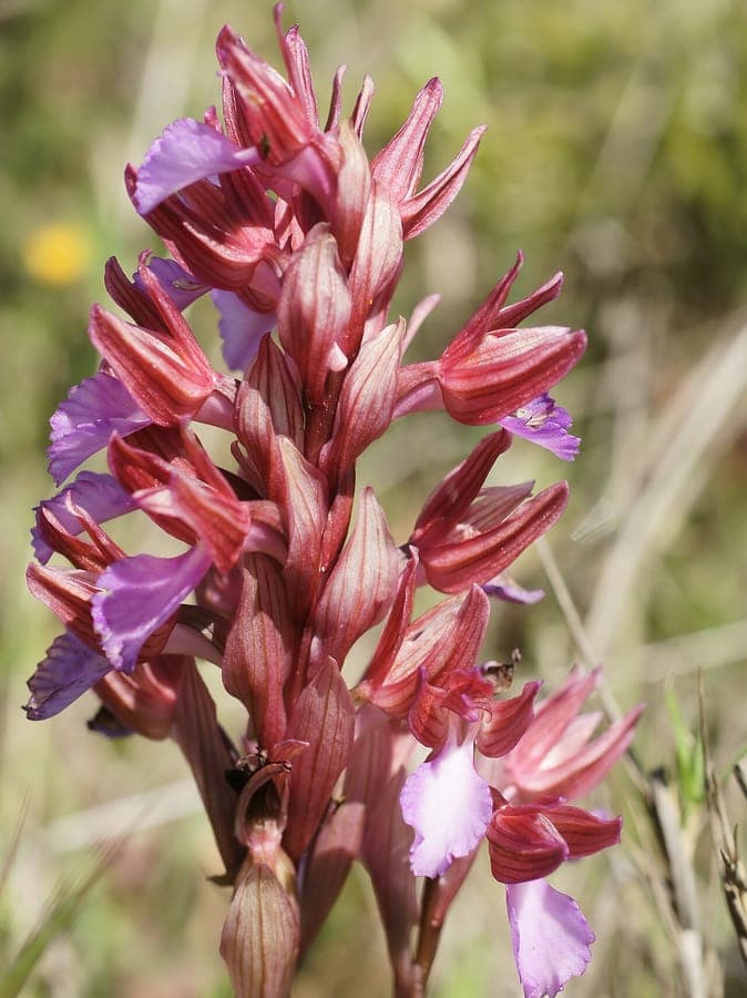 Purple butterfly-like flowers of butterfly orchid