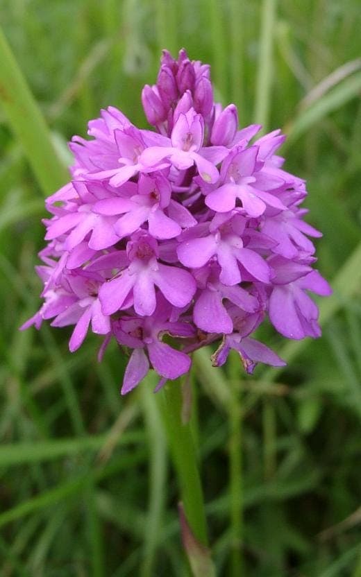 Pyramid orchid in full bloom with compact purple inflorescence in a sunny meadow