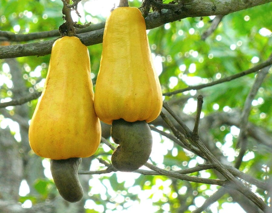 Cashewboom met rode vruchten en karakteristieke nierboontjes