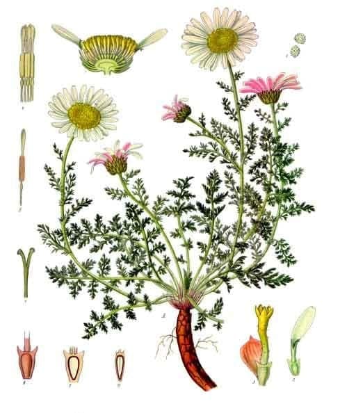Witte Anacyclus pyrethrum bloemen met rode onderkanten
