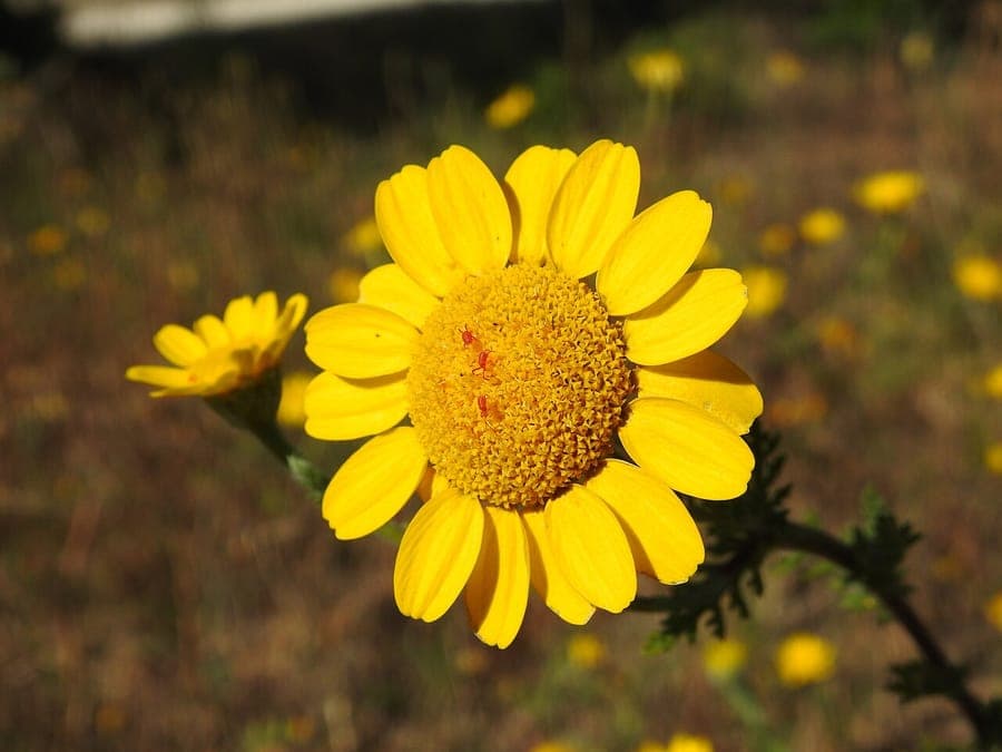 Anacyclus radiatus plant with golden yellow flowers
