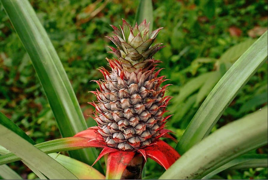 Ananaslanze mit Frucht und Kronenblatter