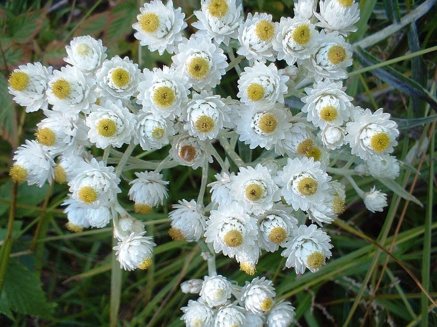 Pearly everlasting in full bloom on a sunny meadow, white flower clusters with silvery undertones