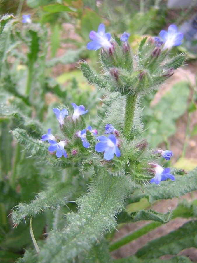 Anchusa arvensis (lycopside des champs) avec fleurs bleues