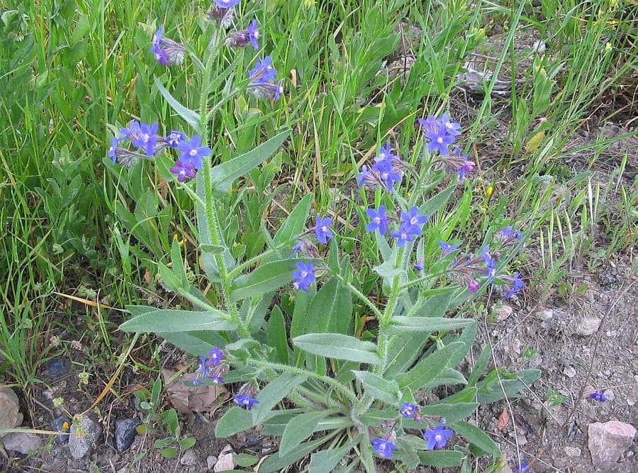 Italian alkanet with deep blue flowers