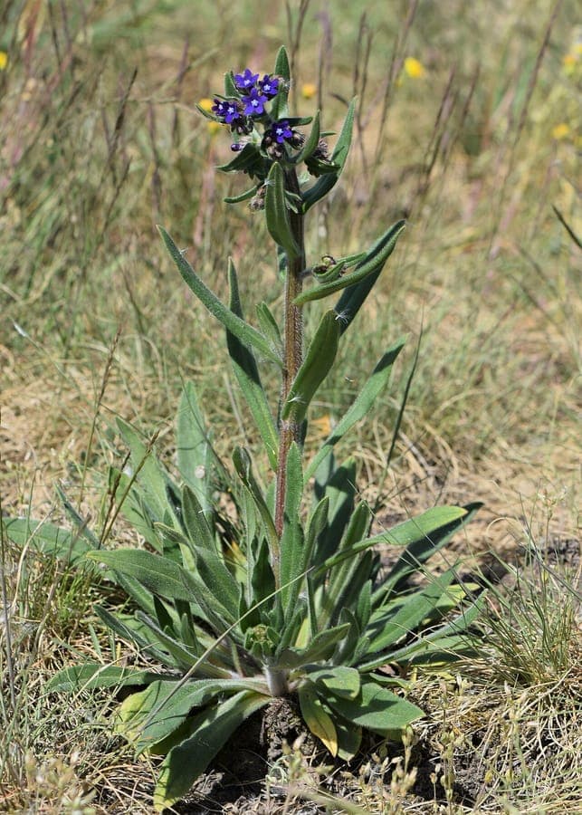 Gewone ossentong met donkerblauwe bloemen in volle bloei in een zonnige tuinperk