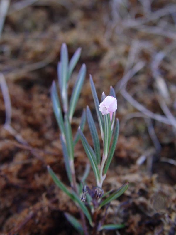 Gruppe Lavendelheide in sumpfigem Gelände mit schmalen, glänzenden Blättern und hängenden rosa Blütenständen