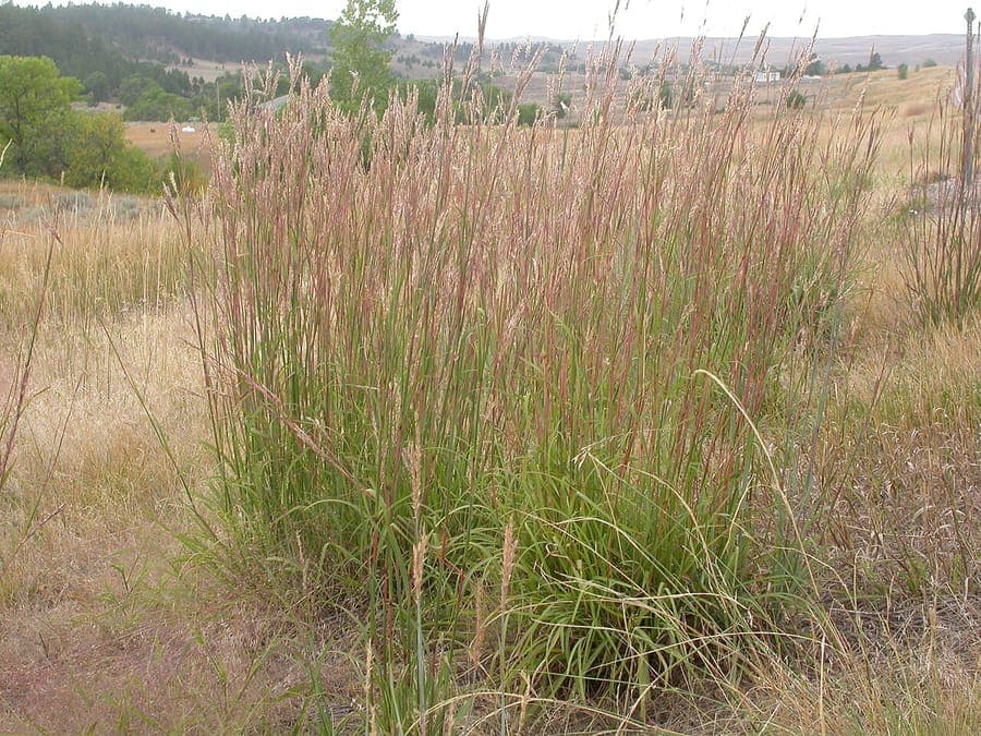 Andropogon gerardii big bluestem ornamental grass in full growth