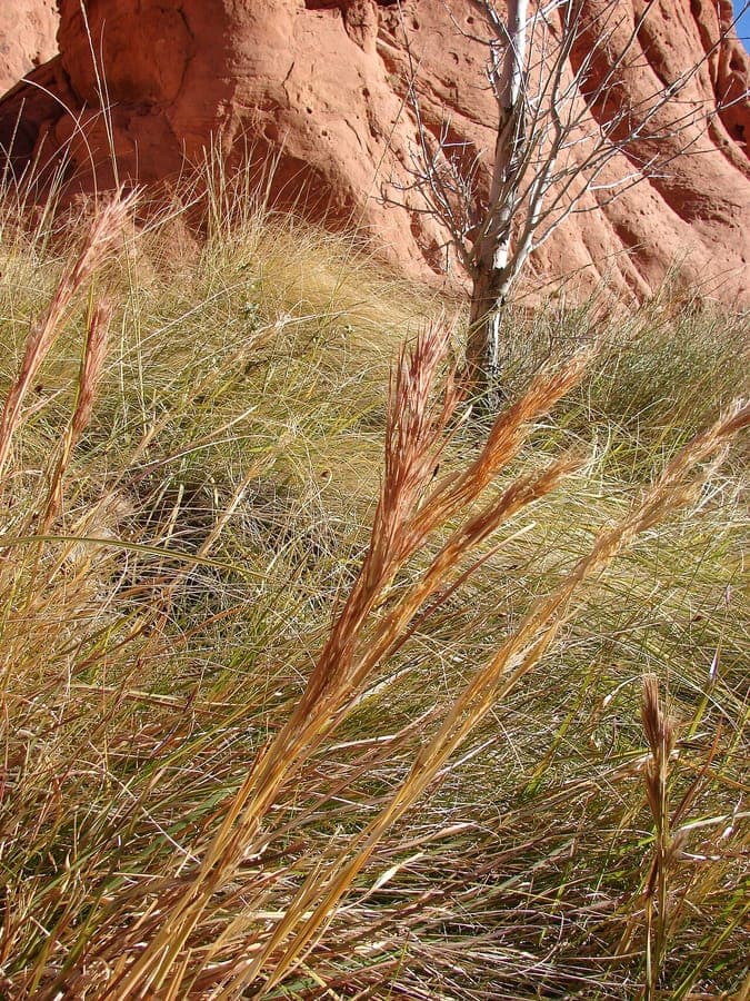 Andropogon glomeratus bushy bluestem with fluffy autumn plumes