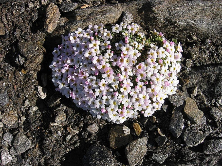 Alpine rock-jasmine in bloom