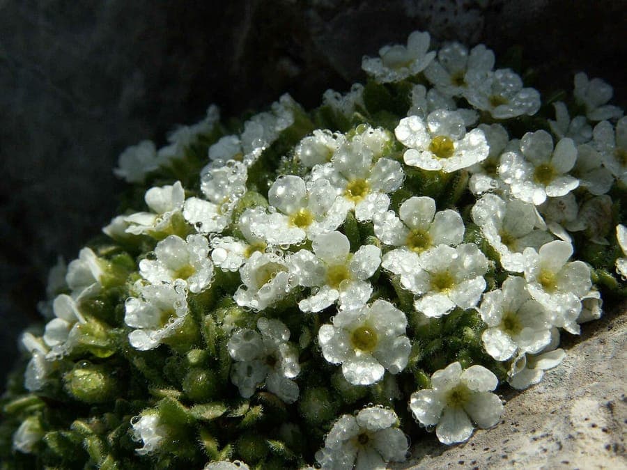 Androsace helvetica avec ses minuscules fleurs roses dans un jardin alpin