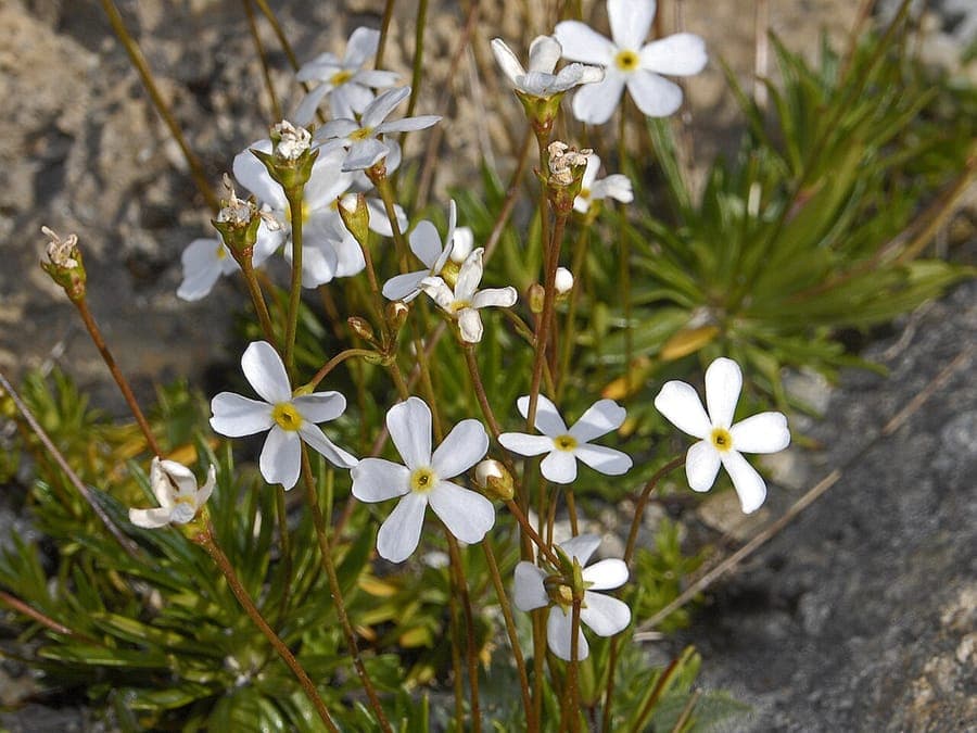 White flowers