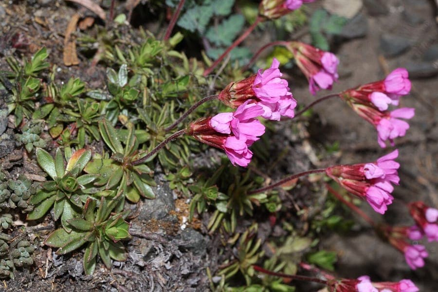 Androsace laevigata forming a tight cushion with small pink flowers on rocky substrate