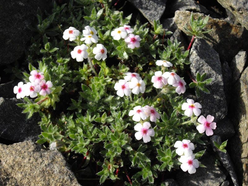 Woolly rockjasmine displaying characteristic hairy foliage and purple flowers