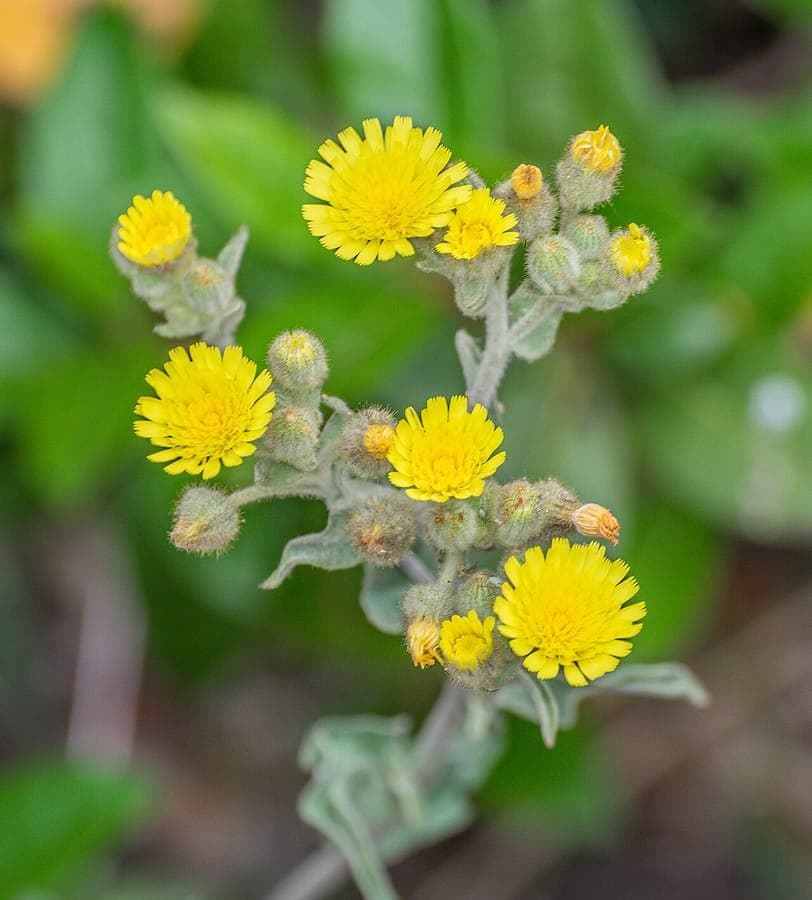 Common andryala flowering plant with bright yellow blooms