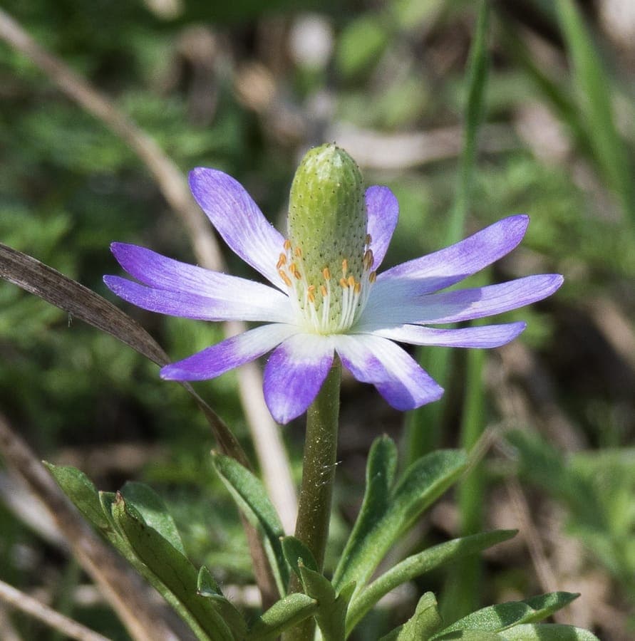 Ten-petal anemone with white flowers in natural prairie setting