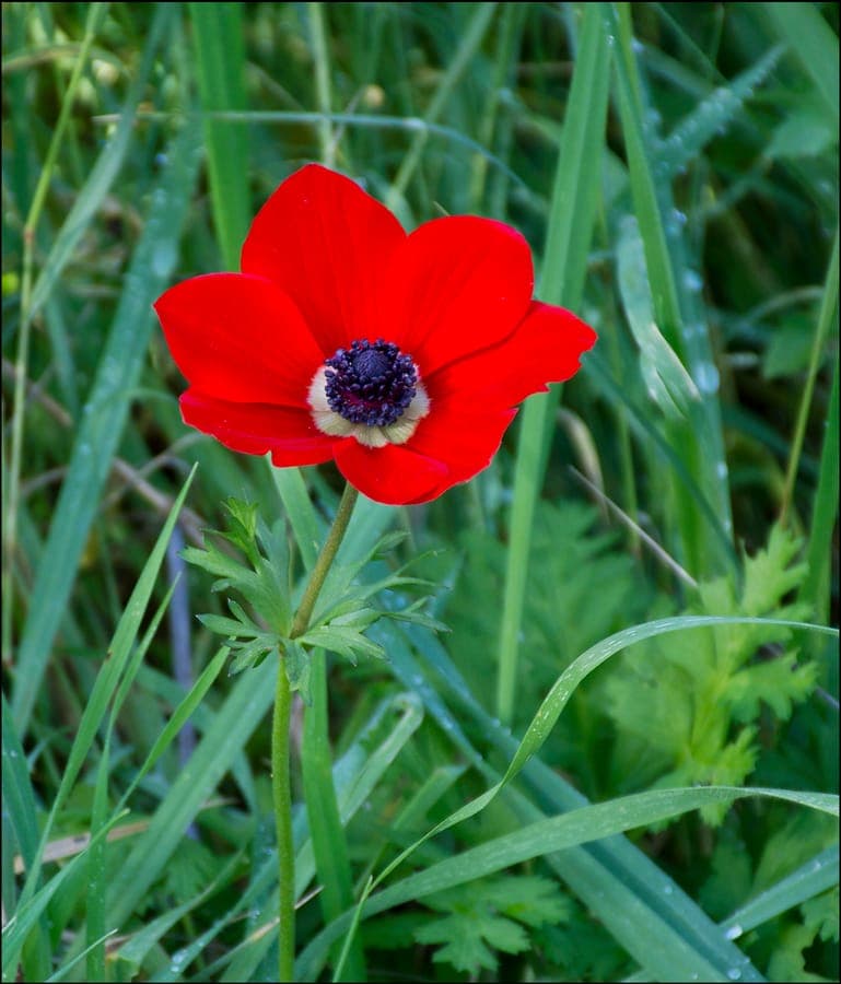 Anémone couronnée aux fleurs rouges vifs et blanches dans une bordure ensoleillée