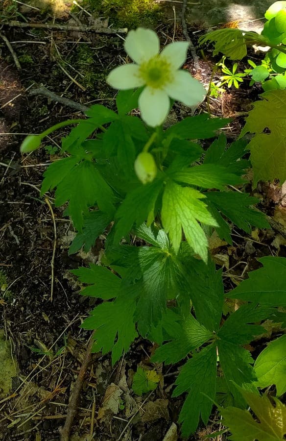 Anemone cylindrica plant with candle-like seed heads