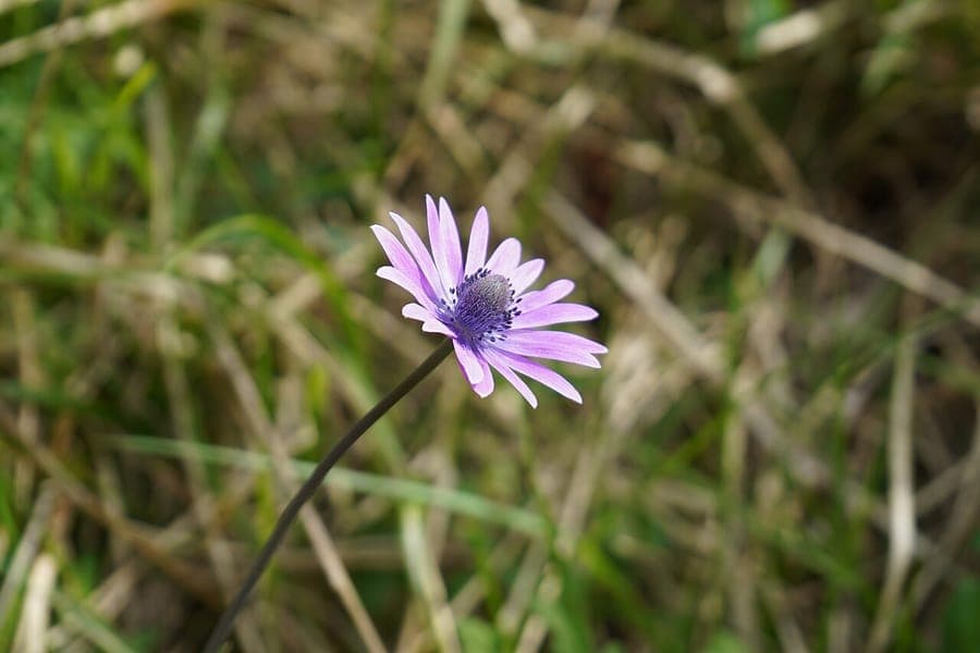 Anemone hortensis in full bloom with broad leaves and soft purple flowers in a natural garden setting.
