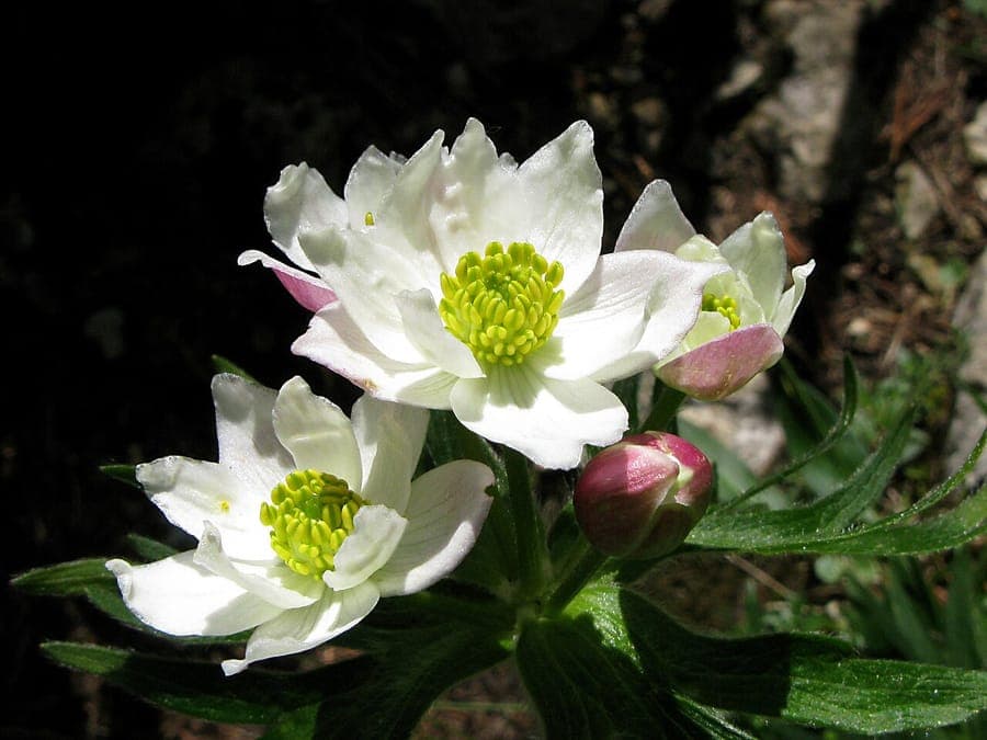 Delicate white flowers of Anemone narcissiflora in May