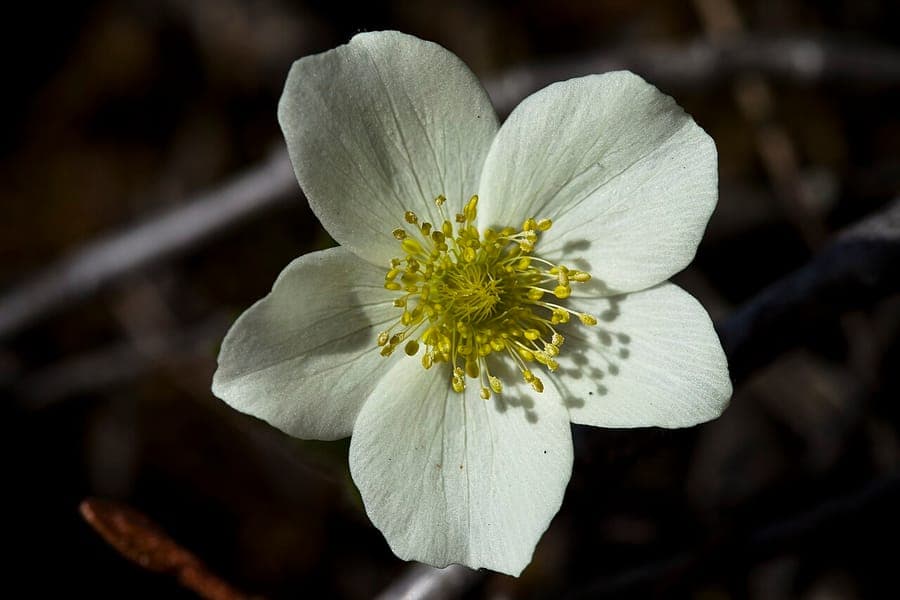 Northern Anemone with white flowers in an alpine mountain setting