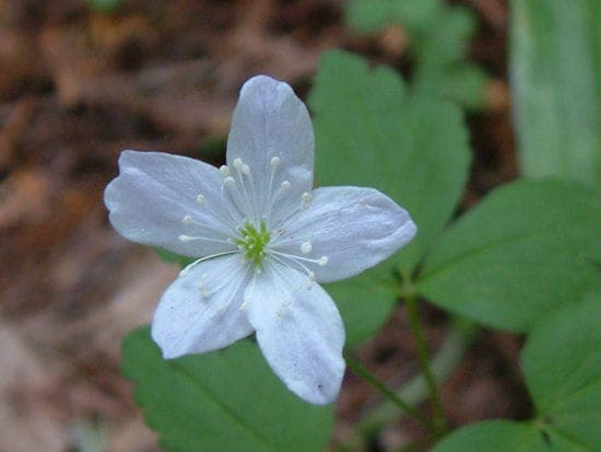 Wood anemone with delicate white flowers