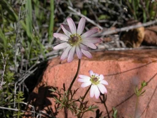 Anemone tuberosa - woestijn anemoon met zacht roze bloemen in de lente