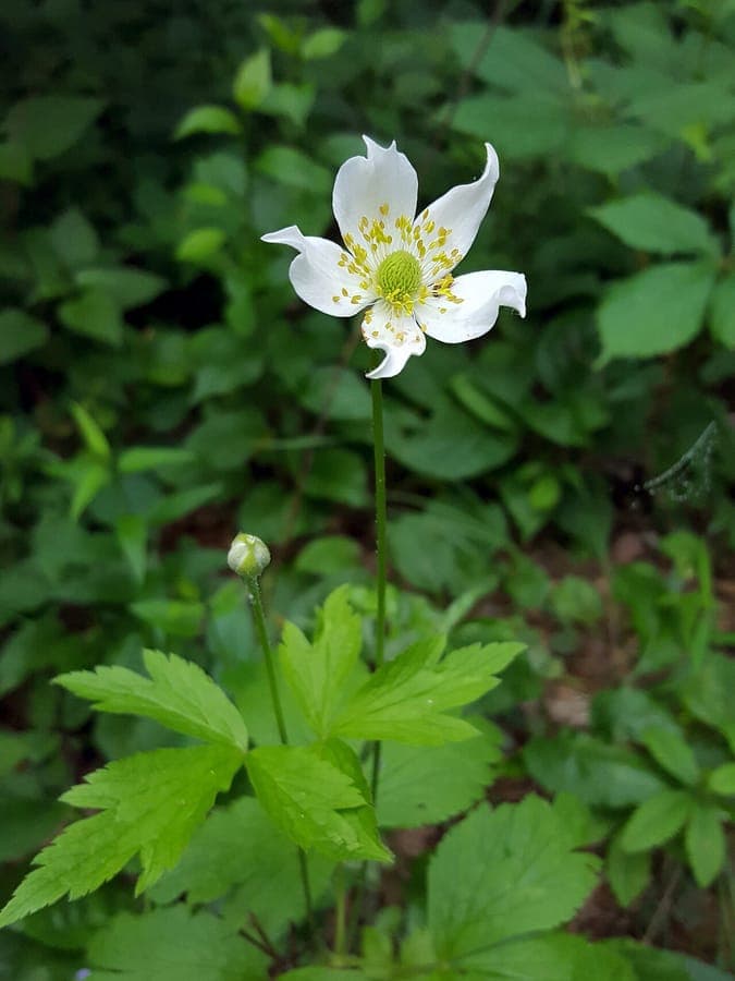 Anemone virginiana thimbleweed pure white flowers