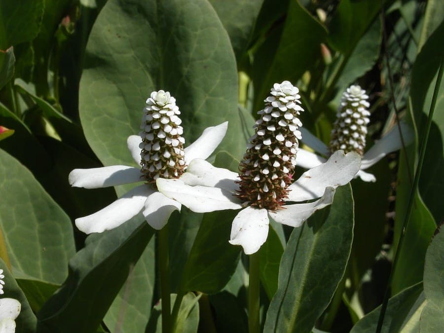 Anemopsis californica met witte bloemen in een vochtige omgeving