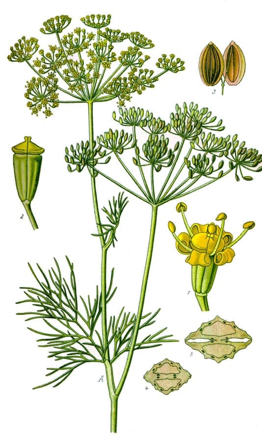 Fresh garden dill plant in a terracotta pot with feathery green foliage and flowering umbels in full sun