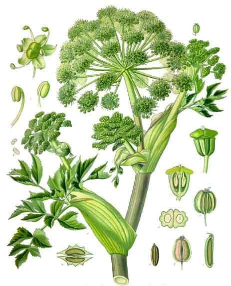 Angelica archangelica with its distinctive large trifoliate leaves and impressive umbrella-like flower clusters