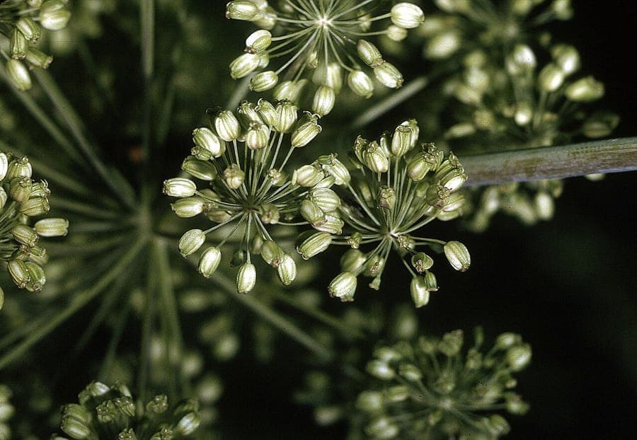 American angelica plant