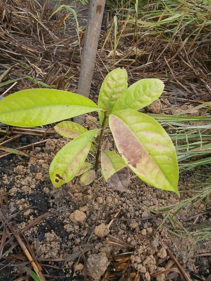 Aniba rosaeodora leaves and tree