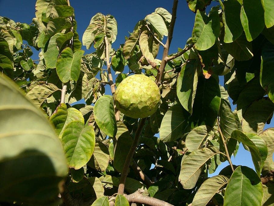 Cherimoya tree with glossy leaves and distinctive green, scaly fruit hanging among the branches